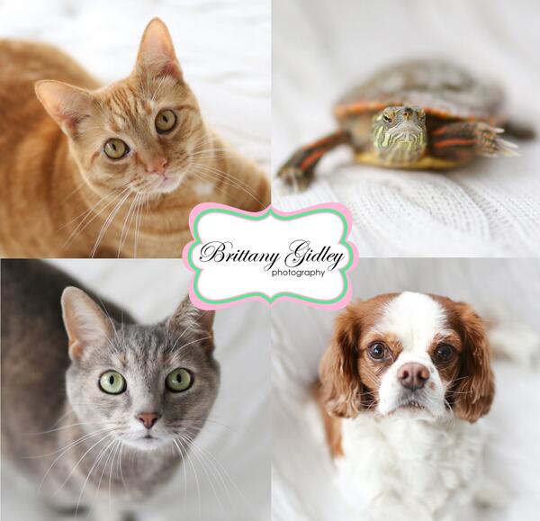 brittanygidley's tweet photo. <3 I'm completely and utterly in love with them... <3 #christmascardtime #furbabies #teamgidley #Cleveland http://t.co/vcbAZsD7rP