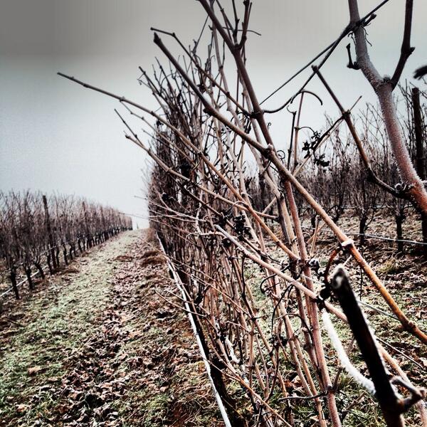 Frosty morning at the winery #dormantvines #ORWine