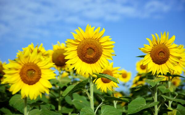 花言葉ラボ Hanarabo11 Twitter