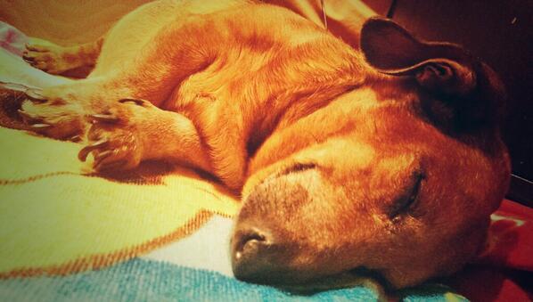 Viciousz_'s tweet photo. :) milo sleeping http://t.co/c3YzdBk9mc