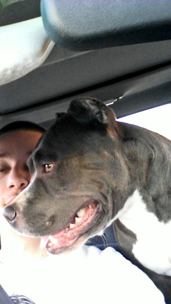StuddeRoss's tweet photo. Babysitting this bitch lol http://t.co/bJC4ywylwW