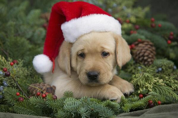 PuppyRolls's tweet photo. Give me your best #puppy pose! #12daysofchristmas #christmas puppies http://t.co/mgDr9V0bzx
