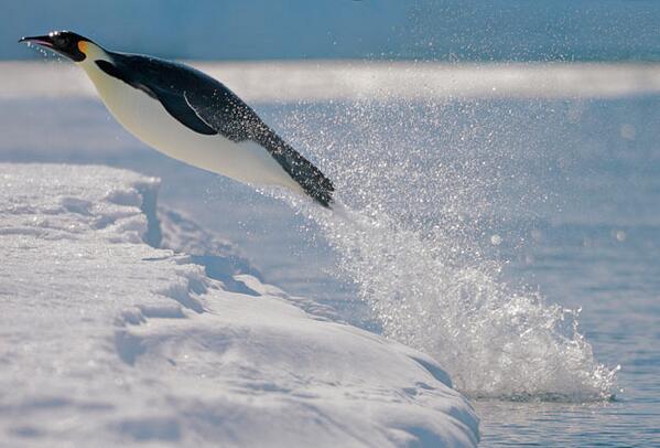 PenguinADay's tweet photo. 3...2...1...blastoff! Sure do hope this peng has a spacesuit. http://t.co/2OWfH5Y8QH