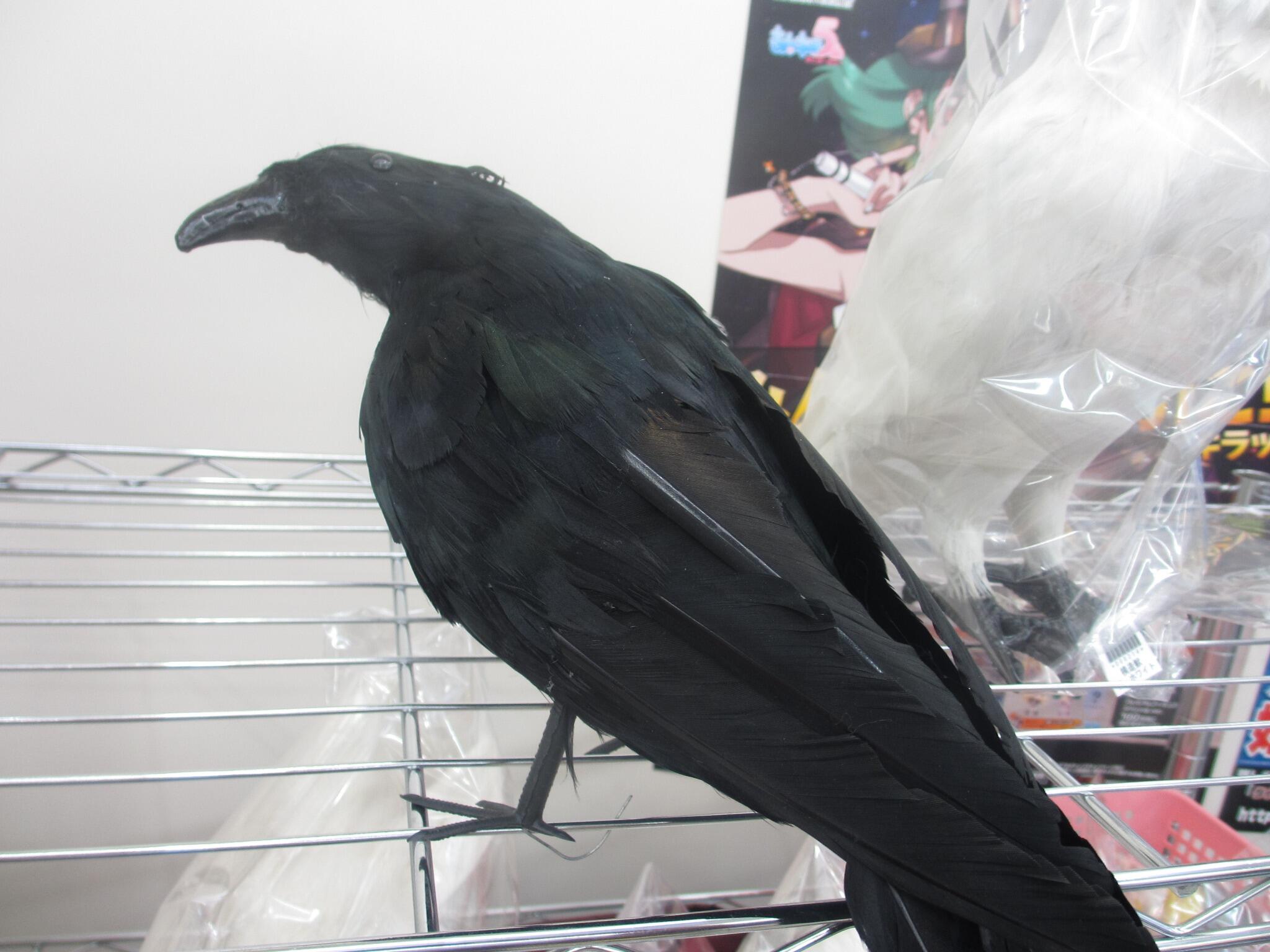 アシストウィッグ池袋店 キャライメージで動物がよく使われていますが写真を撮りたくとも 動物はじっとしていない 鳥は飛んでゆく そんなあなたに模造獣 カラスなんか色々と需要がありそうです さあ目を閉じて想像してみてください 何キャラ