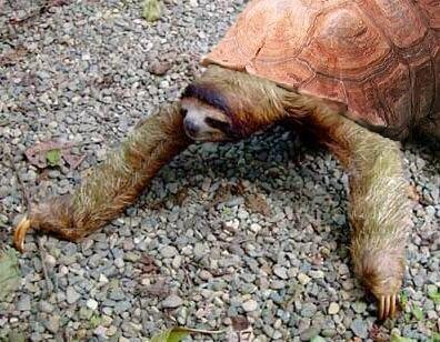 MorphSloth's tweet image. Turtle Sloth