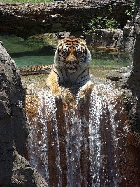 Tiger enjoying a waterfall