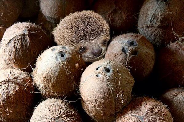 MorphSloth's tweet image. Cocoanut Sloth