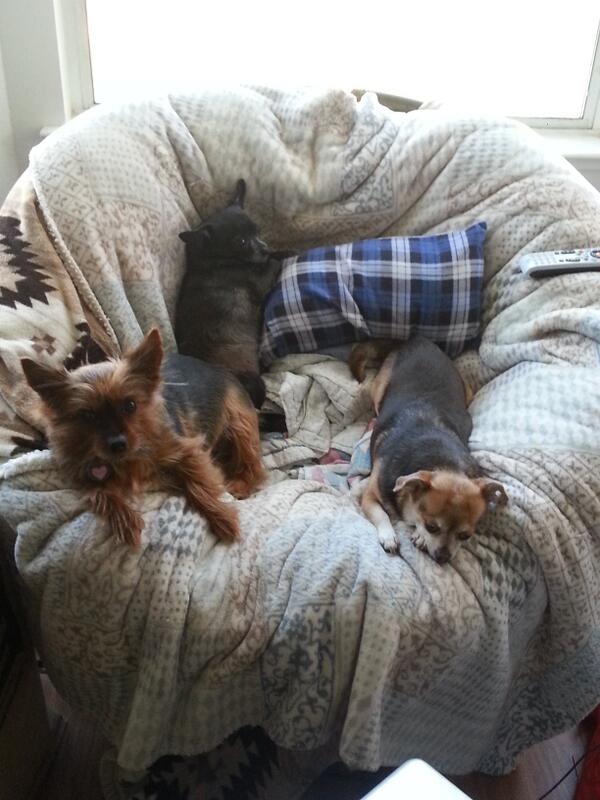 hollander03's tweet photo. So I get to fit in the chair in between my fur babies #skinnybutt http://t.co/QChBXkSb2h
