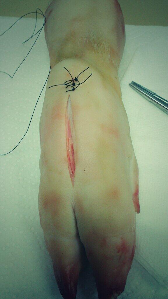 lidiadevis's tweet photo. Práctica de sutura http://t.co/cu7wcgquJK