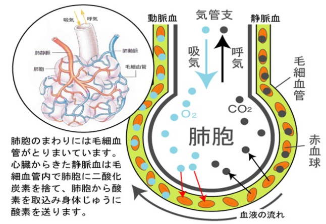 ゴロ 解剖生理イラスト 肺胞と血管の間のガス交換は この図を見るとすっきりと分かるよ Http T Co 2pmqbtwziy Twitter