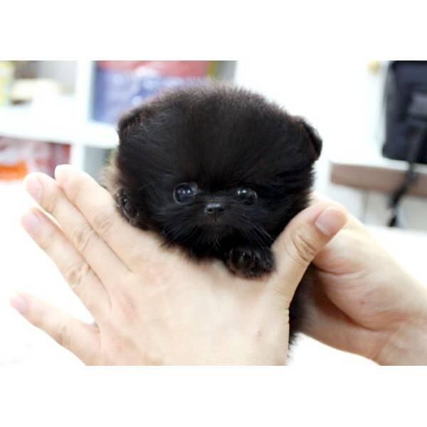 OficialPerros's tweet photo. Cachorro de Pomerania ♡ http://t.co/EG0YQMwbKV