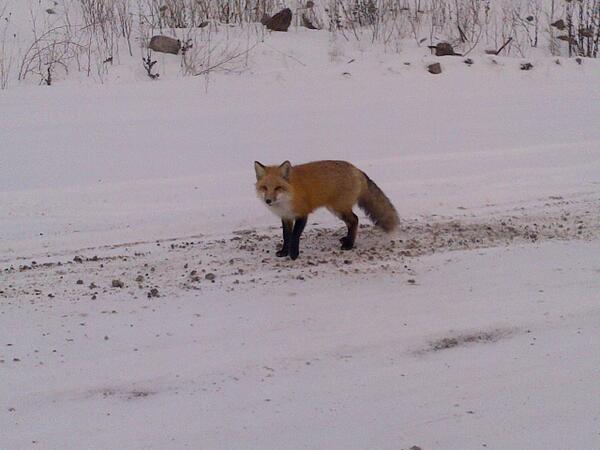 Our furry friend joined us on a site tour today. #sydney #capebreton #openhearthfox #wildlife