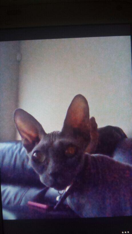 jordyncantrell's tweet photo. #FeaFriday #FelineFriday http://t.co/rUmz6f0Ndd