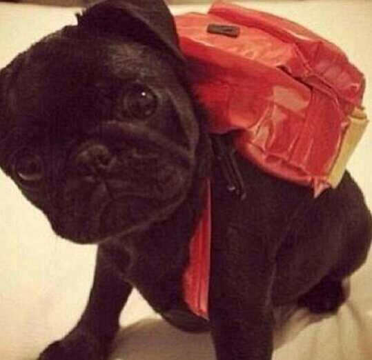 IT'S WEARING A GOD DAMN BACKPACK http://t.co/BF8GUA0QSC