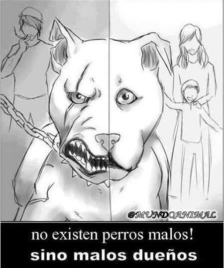 No existen perros malos! sino malos dueños.
