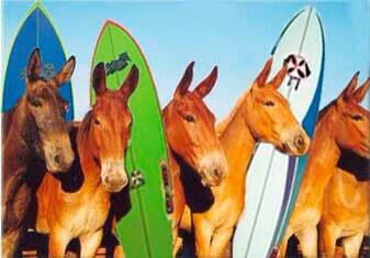 Derry Facts tweet media