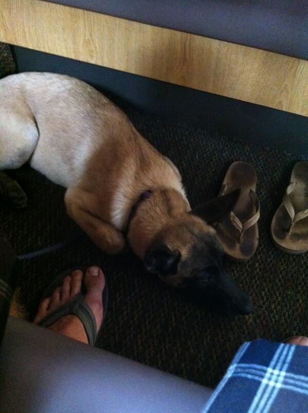 timmysbackk's tweet image. Ihop with the pup 😁 #servicedog #butnotreallyatall