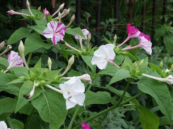花言葉ラボ En Twitter オシロイバナの花言葉 あなたを想う 内気 臆病 信じられない恋 疑いの恋 T Co 5shhrgg8zg 花言葉ラボ En Twitter オシロイバナの花言葉 あなたを想う 内気 臆病 信じられない恋 疑いの恋 T Co 5shhrgg8zg