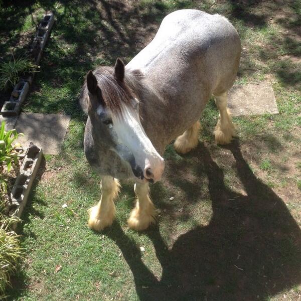Lin_thomp's tweet image. Lol when u are a Clydesdale its hard to sneak in to the garden to fill your belly. Sprung!!