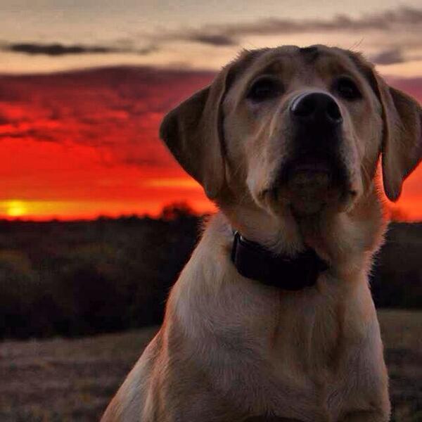 BowSniper11's tweet photo. Chief watching birds @MidwestWatrfowl @MidwestWaterfwl #tritronics #retriever #sunrise http://t.co/WtgdWglr52