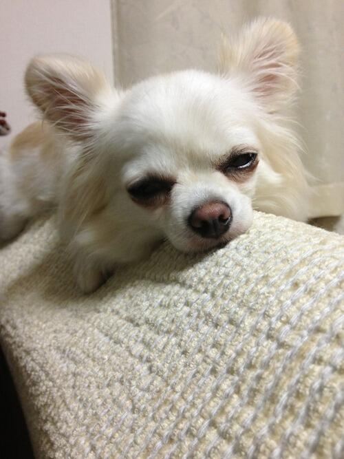 iamanzu's tweet photo. 半分寝てま～す^ ^
ワンコ好きの人にRT＆フォローしてネ!

犬猫のおやつはぺッツドットコム
https://t.co/S7RgMZMJqh

→https://t.co/7gtGTPpM17