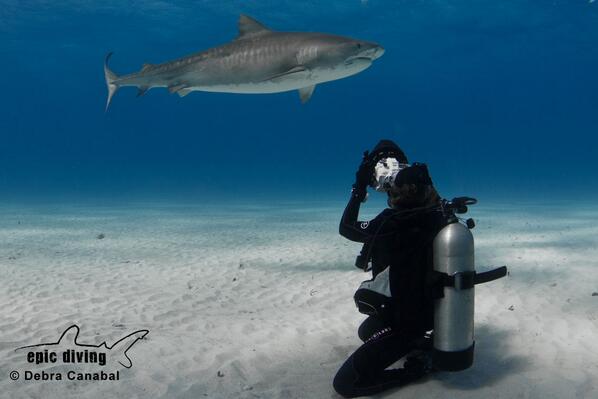 epicdiving's tweet photo. #ThingsGirlsLike photographing tiger sharks! #saturdaysuperfan #girlfriend #GirlCode @divefinatic http://t.co/6F4rF6RxkR