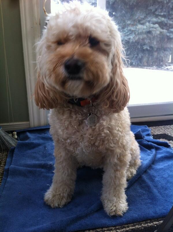 laauraolii's tweet photo. HAPPY BIRTHDAY CARLY 🐶 http://t.co/O4S64ECRVW