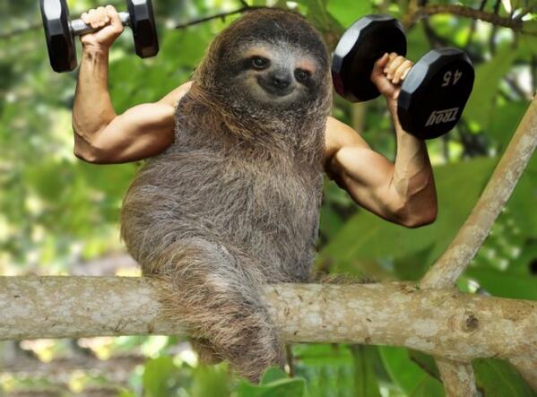 MorphSloth's tweet image. Working out sloth.