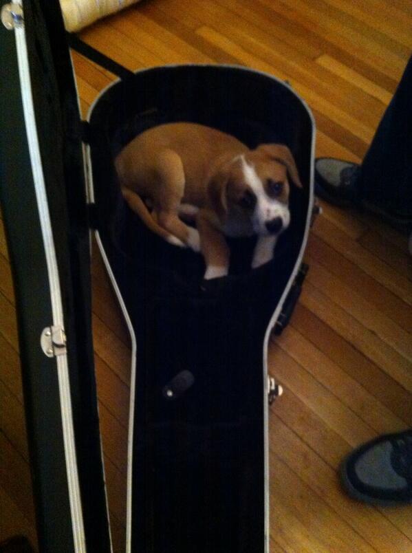 EllBellss's tweet photo. Oh so you didn't know I have the cutest dog ? #puppydoe #pupinacase http://t.co/J1VH4EXOVD