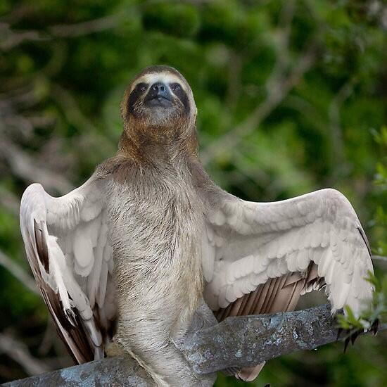 MorphSloth's tweet image. A Bird Sloth.