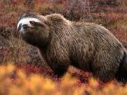 MorphSloth's tweet image. Bear Sloth.