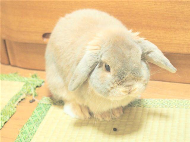 もふもふ写真 Twitter Search Twitter