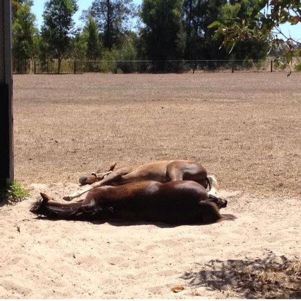 Lin_thomp's tweet image. Its a horses life