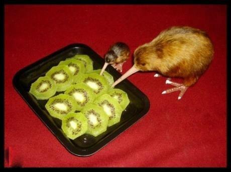 CitizenBomber's tweet photo. WARNING: This is cannibalism at its most disturbing... http://t.co/lr3KN6K6r9