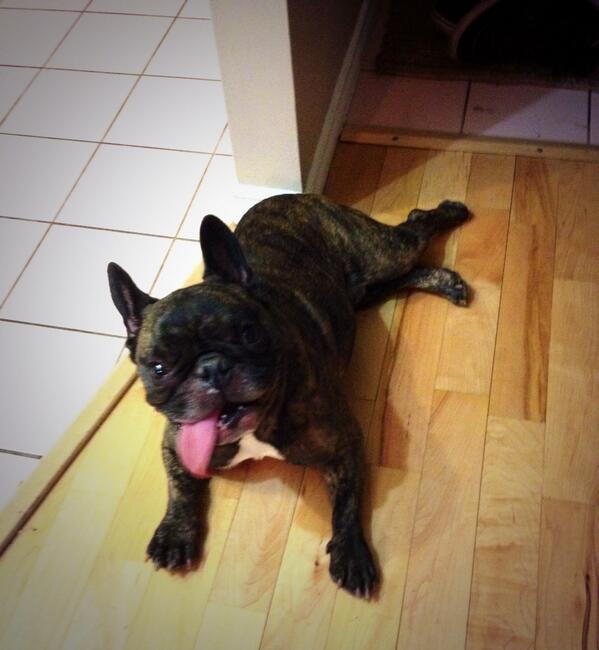 chrisduh_mac's tweet photo. Cutest little thing I ever did see http://t.co/vMXhgVdT44