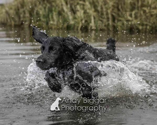 #dogphotographer here is Rudi taken yesterday on my #scottishtour 
And yes I did get very wet:) lol
Happy Days