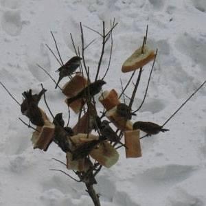 Bu soğuk kis günlerinde herkezin  ac kalan kuslar icin yapabileceği bir iyilik...