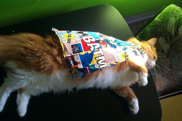 HighTrashMedia's tweet photo. Good morning #caturday #Leiaday #Leiatotherescue http://t.co/e6PtoITLX9