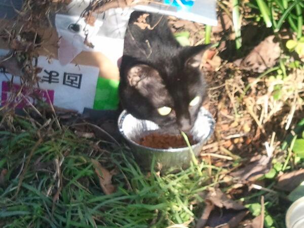 clavisken's tweet photo. RT #愛知 #猫 #里親募集 @mirandaoneko 捨てられた黒猫ちゃんオス。
捨てられた場所から動けず、困っております。捨てられた恐怖か、人間に怖がっております。そんな黒猫ちゃんに里親が見つかると嬉しいです、宜しくお願いしますhttp://t.co/Y7nL3Exhcr