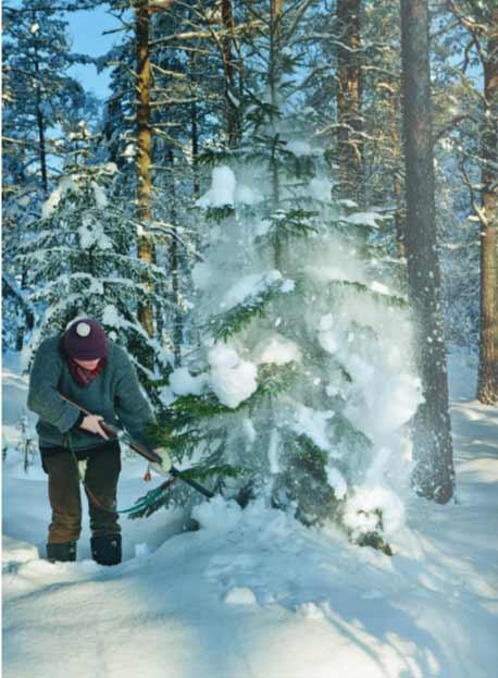 permorberg's tweet image. Snart är det dags att skjuta gran!