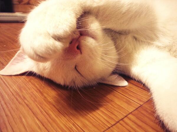 Ljs860715's tweet photo. 급 우리 백설이가 보고싶다. http://t.co/xUu26U7uDV