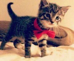 MeemoCake's tweet image. -Kitten Years-