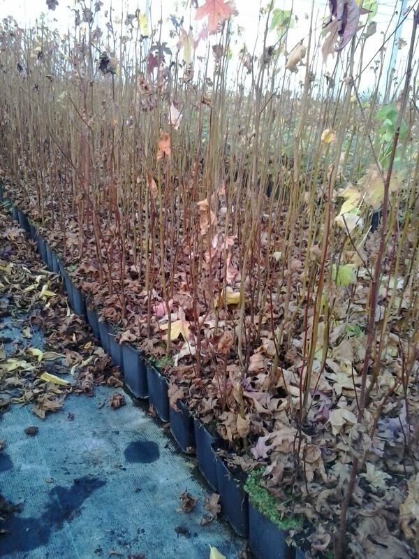 15graden in de kas planten sorteren is goed om te vol te houden!  #liquidambar