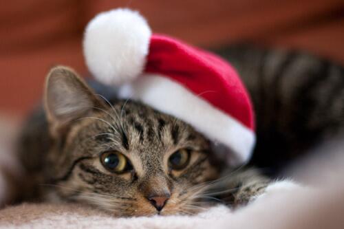 MeemoCake's tweet image. 