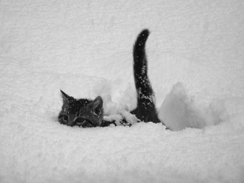 MeemoCake's tweet image. Meow?-looks around through all the snow-