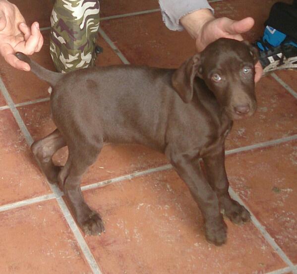 Nala de vega mi nueva perra de caza para el proximo año <a href="/menor_caza/">$BEYOND</a> <a href="/siemprecaza/">Siemprecaza</a> <a href="/cazadictos/">cazadictos</a>