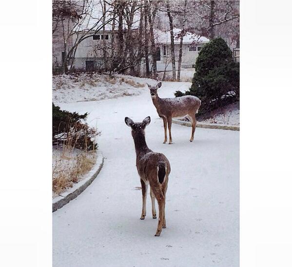 JaneVesty's tweet photo. Looking for a red nose. So far no luck. http://t.co/5O9NSleUtS
