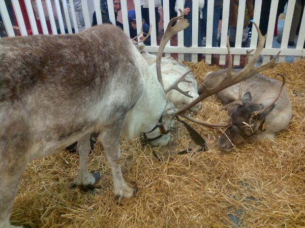 RachelDuggan5's tweet photo. In watford an at the back of the market I saw these lovelies.......: http://t.co/9oOO1GfBa9