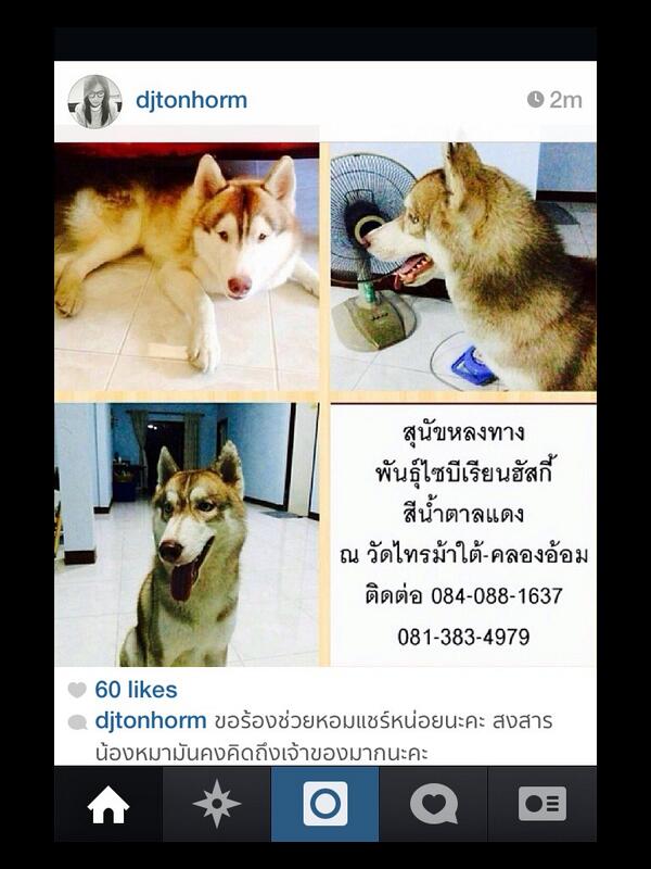 puipimonwan's tweet photo. หมาใครหาย ไซบีเรียนฮัสกี้ สีน้ำตาลแดง ช่วยกันแชร์หน่อย  cc @DjTonHorm http://t.co/XNuxYXEHp0