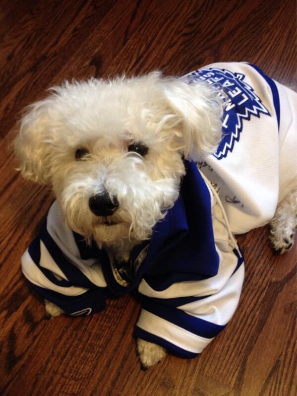MapleLeafs's tweet photo. Of course RT @haileeymcgrath: @MapleLeafs dogs can be leaf fans too! #TMLtalk #SEAofBLUE http://t.co/OP6QnFiCYi